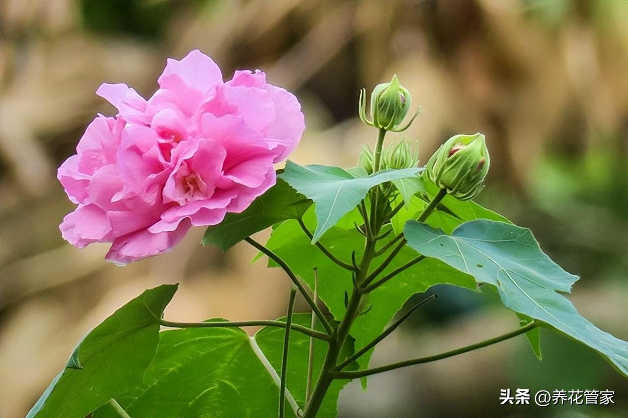 别墅庭院种什么树好,七种庭院吉祥植物供大家选择（庭院十大吉祥树排名）(图8)