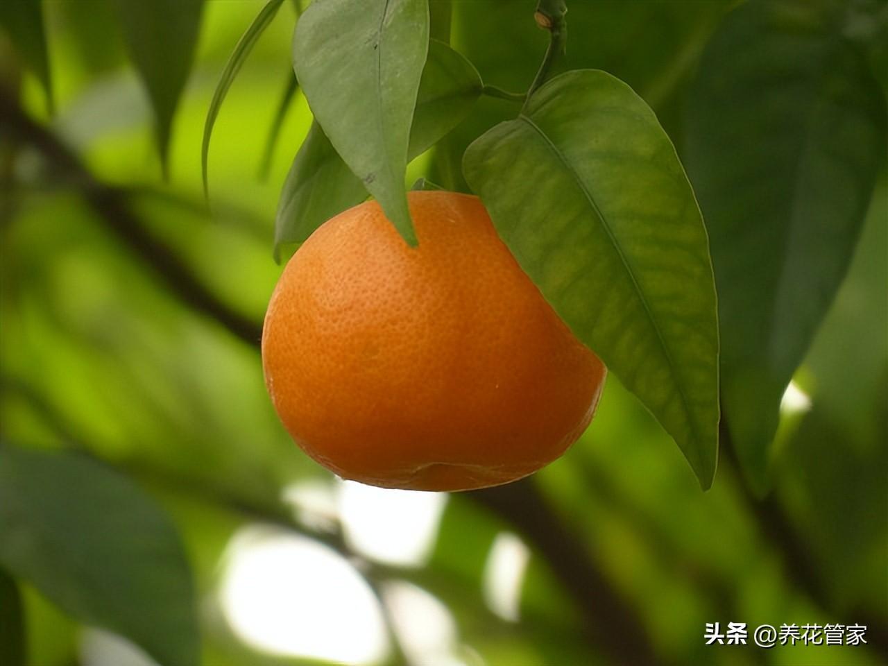 别墅庭院种什么树好,七种庭院吉祥植物供大家选择（庭院十大吉祥树排名）(图2)