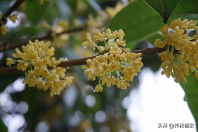 ​别墅庭院种什么树好,七种庭院吉祥植物供大家选择（庭院十大吉祥树排名）