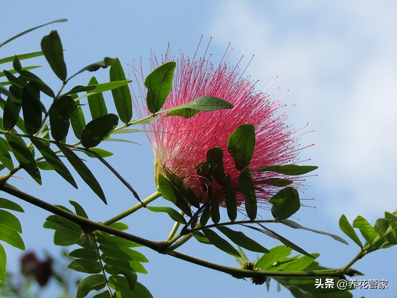 别墅庭院种什么树好,七种庭院吉祥植物供大家选择（庭院十大吉祥树排名）(图10)