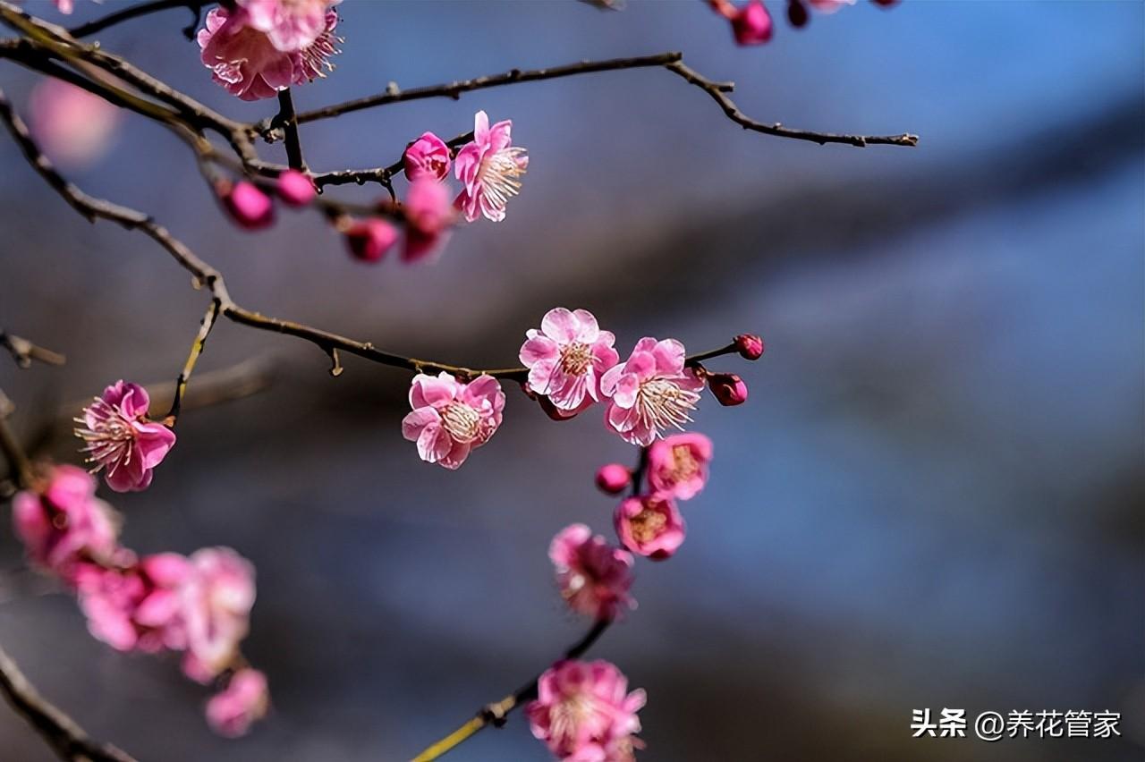 别墅庭院种什么树好,七种庭院吉祥植物供大家选择（庭院十大吉祥树排名）(图4)