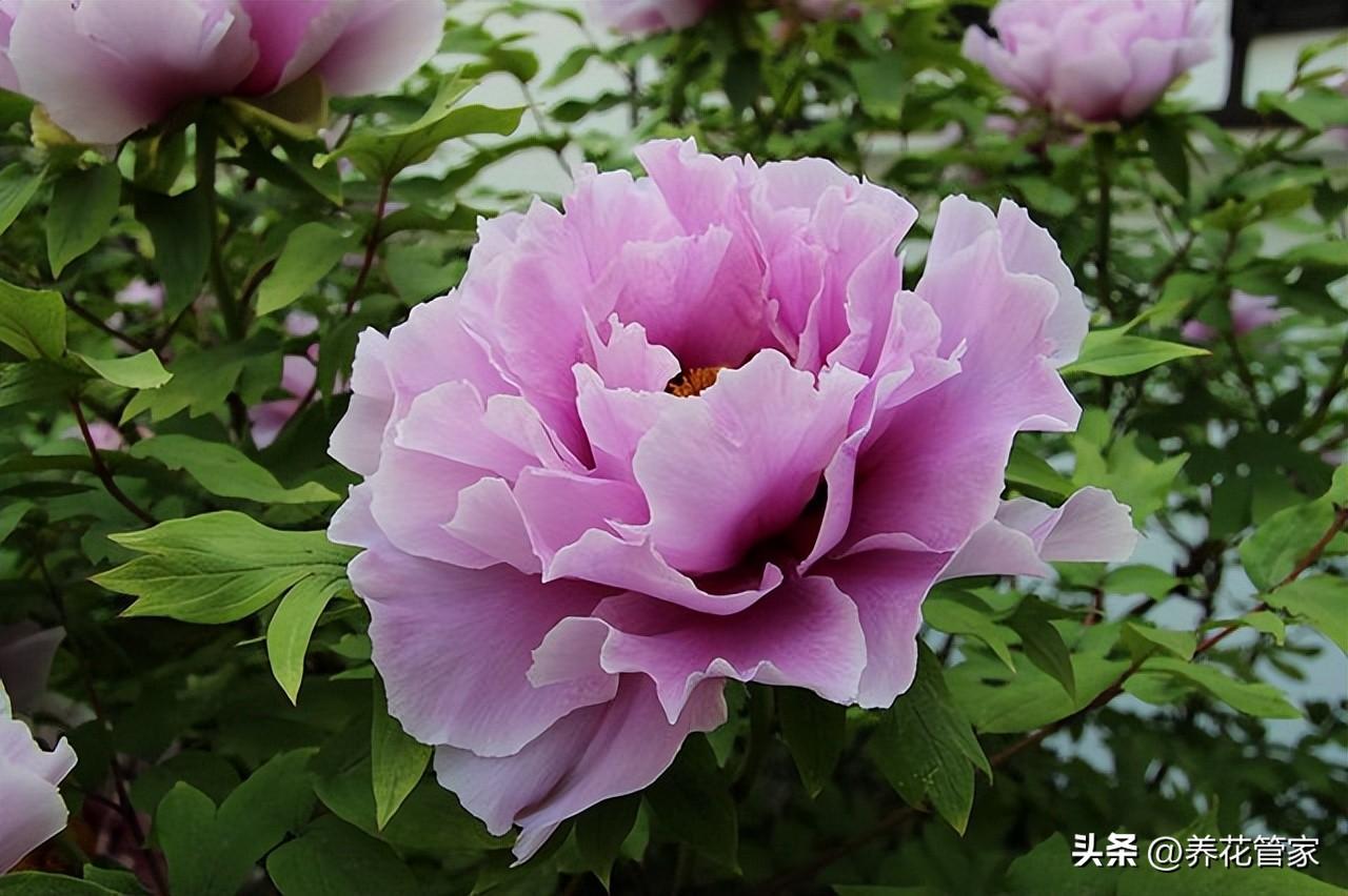 别墅庭院种什么树好,七种庭院吉祥植物供大家选择（庭院十大吉祥树排名）(图5)