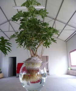 ​水培植物有哪些，适合放在卫生间养殖的水培植物有哪些？