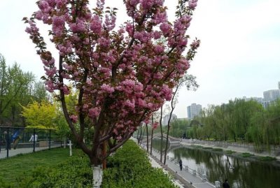 ​西安的市花是什么名字，西安的市花是什么花？