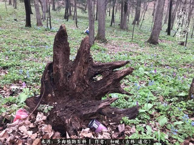 买肉的正确方法和注意事项（工欲善其事必先利其器）(10)