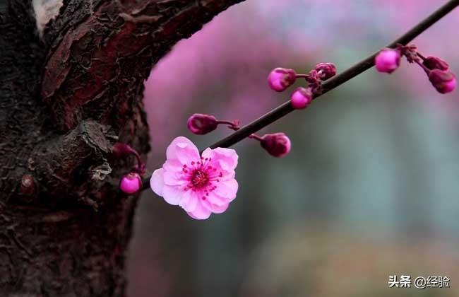 梅花是春季开花吗（梅花什么季节开花）(图3)