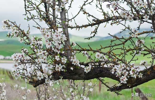 梅花是春季开花吗（梅花什么季节开花）(图1)