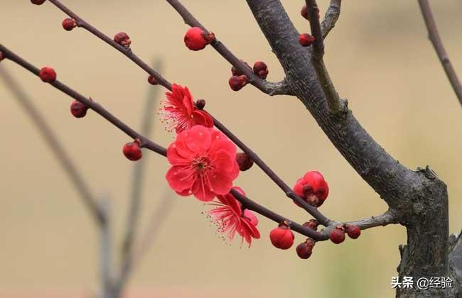 梅花是春季开花吗（梅花什么季节开花）(图2)