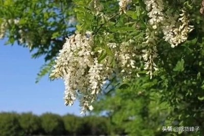 ​槐花怎样保存最好吃（原来槐花可以这样保存）