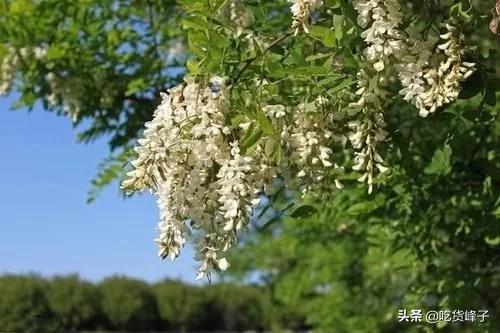 槐花怎样保存最好吃（原来槐花可以这样保存）(1)