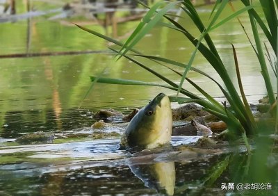 ​常见钓草鱼的六种方法钓鱼人必看（钓草鱼的方法和技巧）