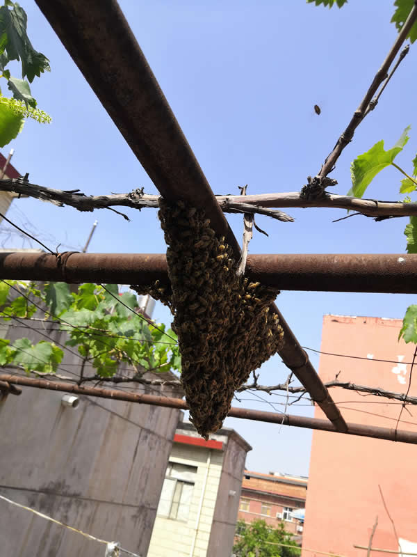 家中来了一窝蜜蜂是何预兆（家里来蜜蜂是什么预兆）(图2)