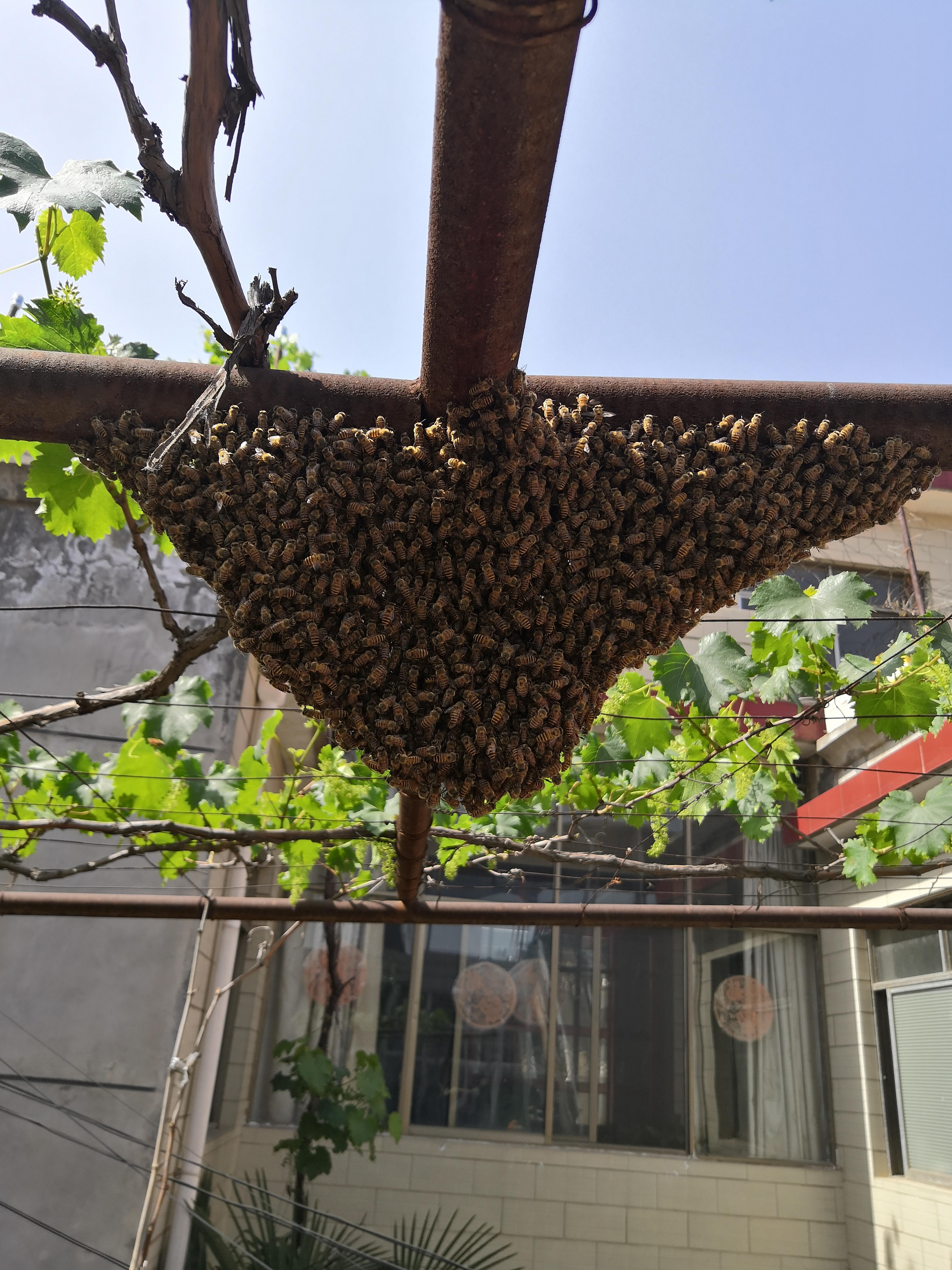 家中来了一窝蜜蜂是何预兆（家里来蜜蜂是什么预兆）(图1)