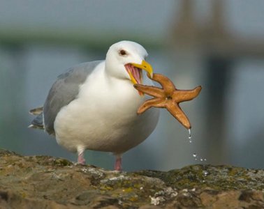 ​海星吃什么食物（海星吃啥东西）