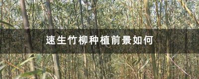 ​速生竹柳种植前景如何(速生竹柳为什么不能种)