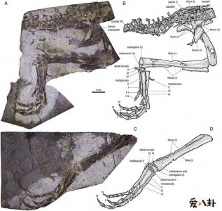 ​发现恐龙新物种网友震惊竟然还有这么小的恐龙？