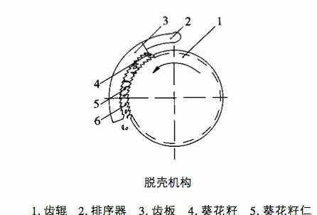 葵花籽怎么剥出来,瓜子是如何长出来的图4