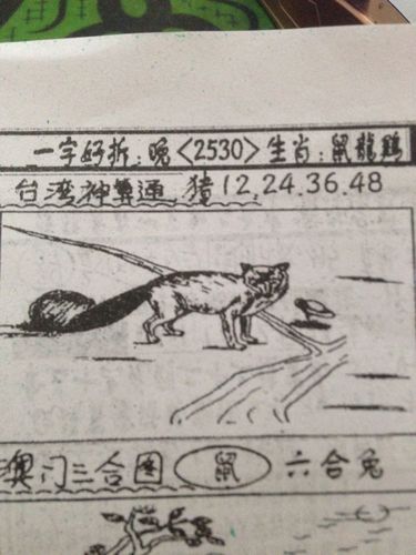 天上人间猜一生肖（生肖的相关知识）