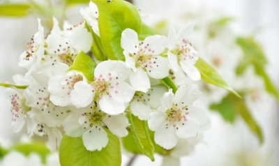 ​梨花是什么季节开的,桃花荷花杏花梅花迎春花葵花菊花都是什么季节开的花