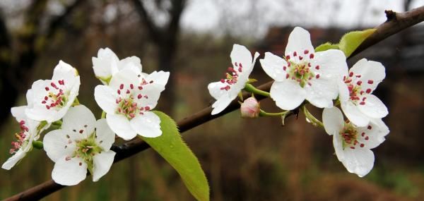 梨花是什么季节开的,桃花荷花杏花梅花迎春花葵花菊花都是什么季节开的花图3