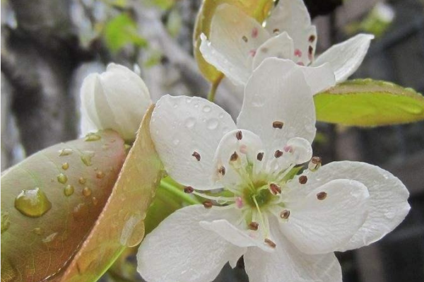 梨花是什么季节开的,桃花荷花杏花梅花迎春花葵花菊花都是什么季节开的花图4