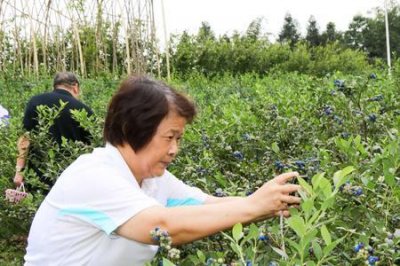 ​蓝莓山上歌曲介绍