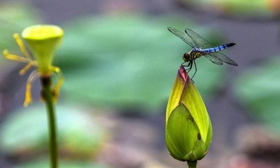 ​观察蜻蜓的特点,蜻蜓有什么特点和本领 二年级简单