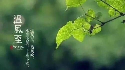 倏忽温风至，因循小暑来.什么意思