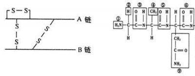 ​多肽链的书写方式