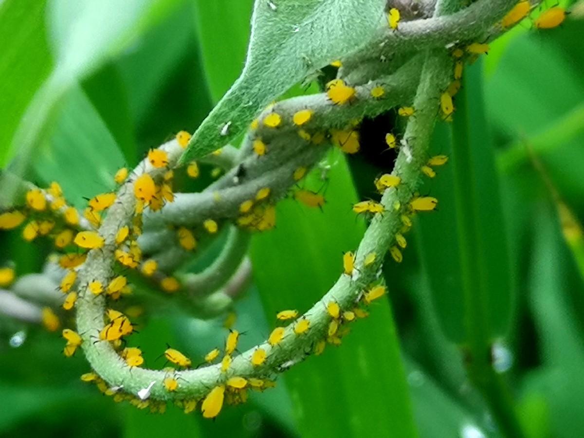 你知道七星瓢虫是益虫还是害虫（七星瓢虫是益虫还是害虫）