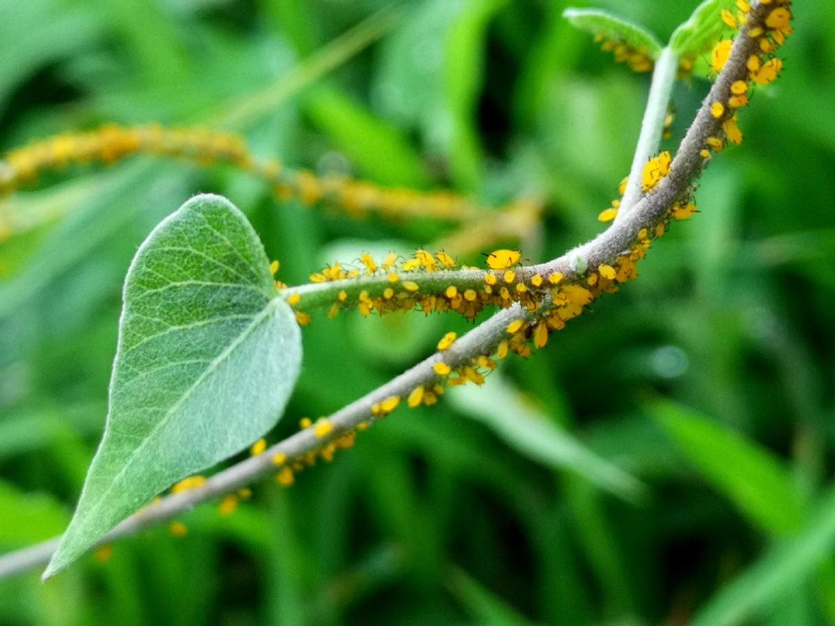 你知道七星瓢虫是益虫还是害虫（七星瓢虫是益虫还是害虫）