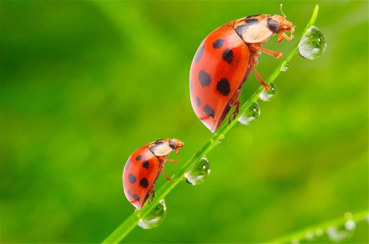 你知道七星瓢虫是益虫还是害虫（七星瓢虫是益虫还是害虫）