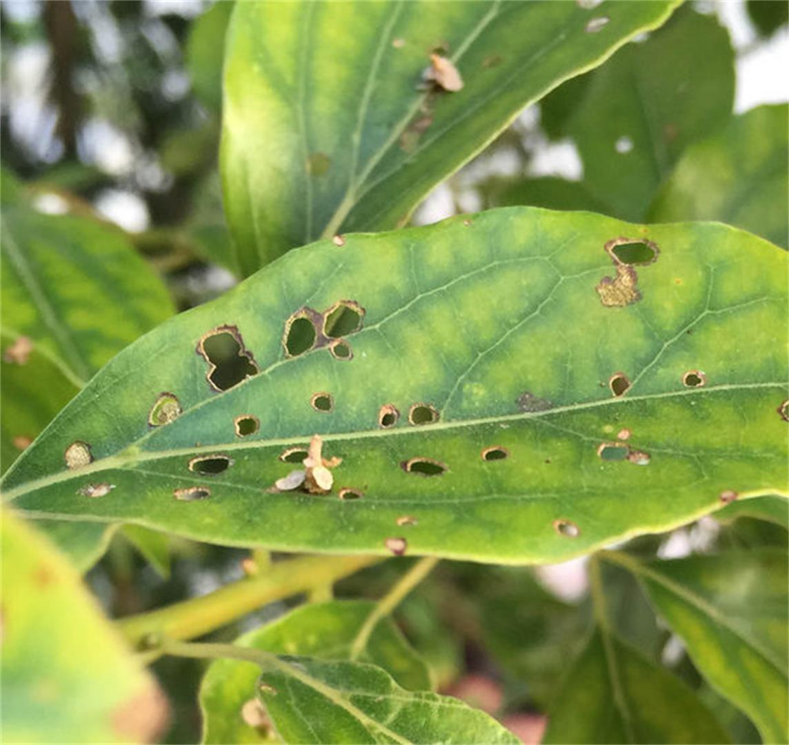 你知道七星瓢虫是益虫还是害虫（七星瓢虫是益虫还是害虫）