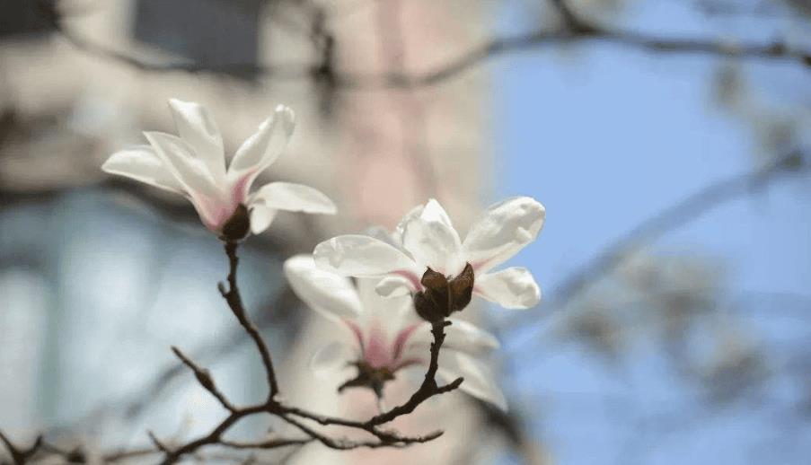 关于赞美玉兰花的诗词及优美句子（赞美玉兰花的经典诗句）