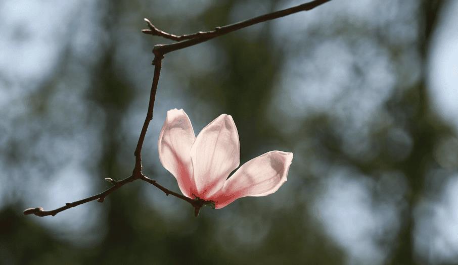 关于赞美玉兰花的诗词及优美句子（赞美玉兰花的经典诗句）