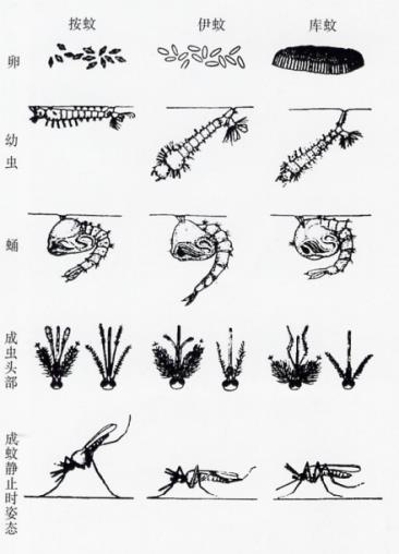 家里总有蚊子来源在哪（蚊子是从哪里来的）