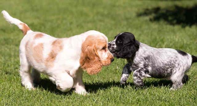 小型犬最聪明的狗排名（最聪明的小型犬排名榜）