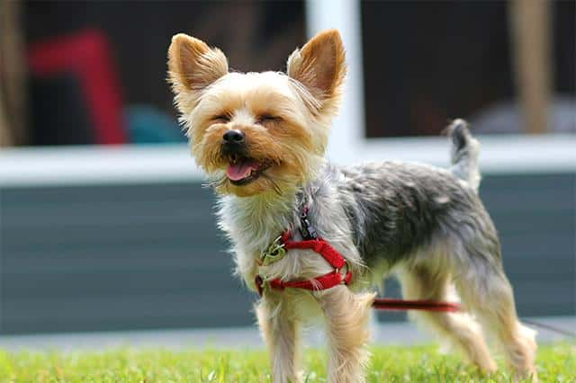 小型犬最聪明的狗排名（最聪明的小型犬排名榜）