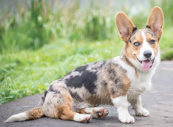 小型犬最聪明的狗排名（最聪明的小型犬排名榜）