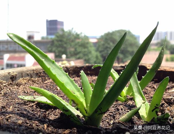 芦荟叶子发黄怎么补救（芦荟叶子发黄干瘪枯萎怎么办）