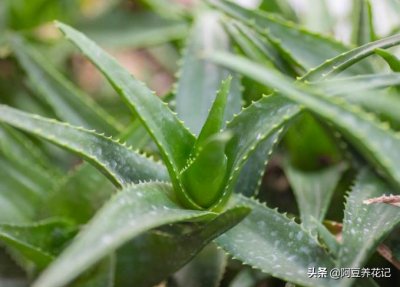 ​芦荟叶子发黄怎么补救（芦荟叶子发黄干瘪枯萎怎么办）