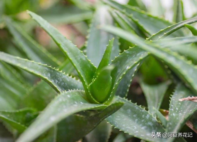 芦荟叶子发黄怎么补救（芦荟叶子发黄干瘪枯萎怎么办）