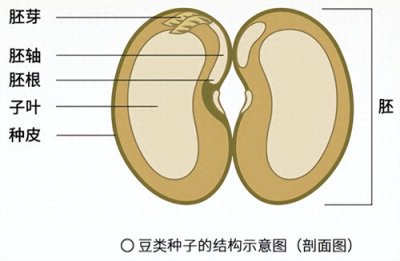 ​土豆是根还是茎(土豆吃的是它的什么部位)