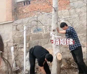 ​女子算命核桃树挡姻缘家人将树砍掉(专门回家相亲一年无果)