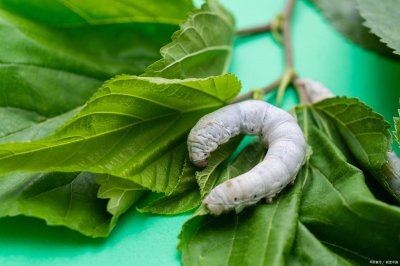 ​蚕只吃桑叶吗(蚕还会吃其它的食物吗)