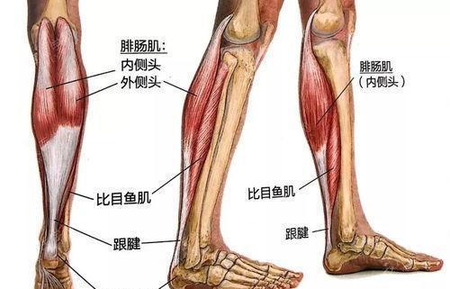 腿部的粗细与寿命长短有关吗？权威研究告诉你真相！