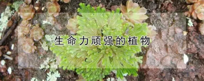 ​生命力顽强的植物有什么？哪些植物生命力顽强？