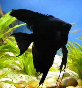 ​黑神仙鱼是不是很不好养呢？