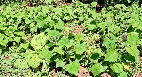 「原创首发」菊科多年生草本植物水果——雪莲果（菊薯）