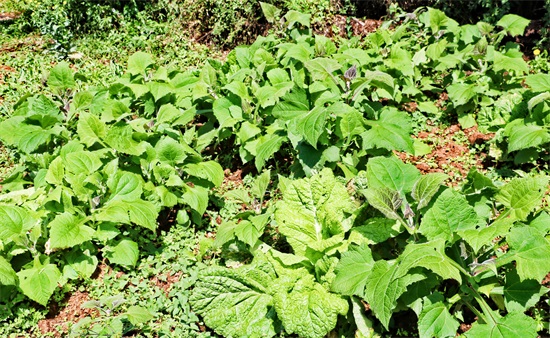 「原创首发」菊科多年生草本植物水果——雪莲果（菊薯）